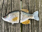 6” Baby Crappie