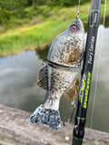 6” Baby Crappie